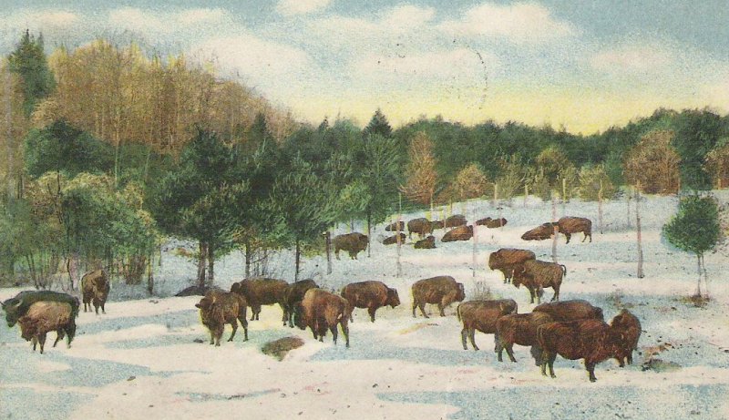 Corbin Park buffalo herd